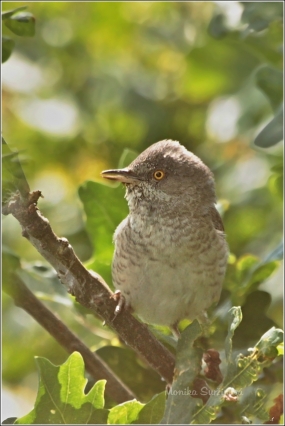 <p>PĚNICE VLAŠSKÁ (Sylvia nisoria) /Berred warbler - Sperbergerasmücke/</p>